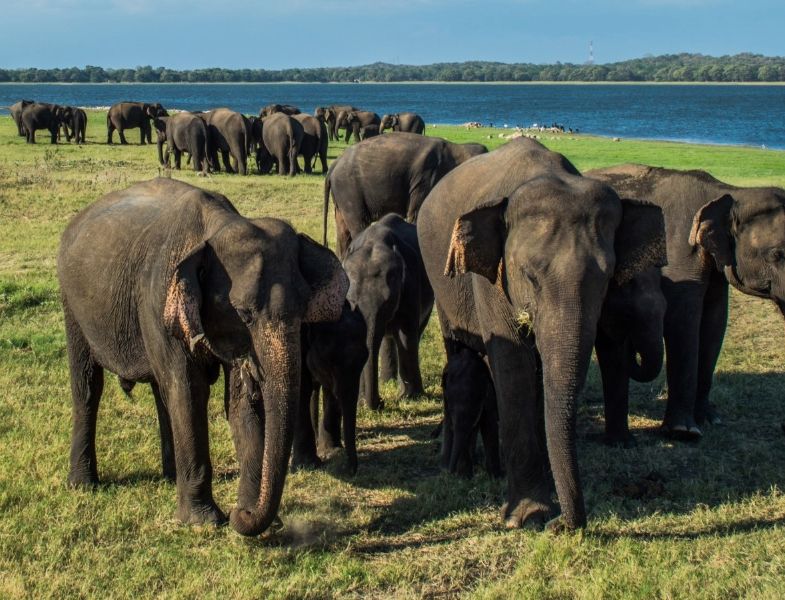 The Great Elephant Gathering: Discovering Nature's Majesty at Heritance Kandalama