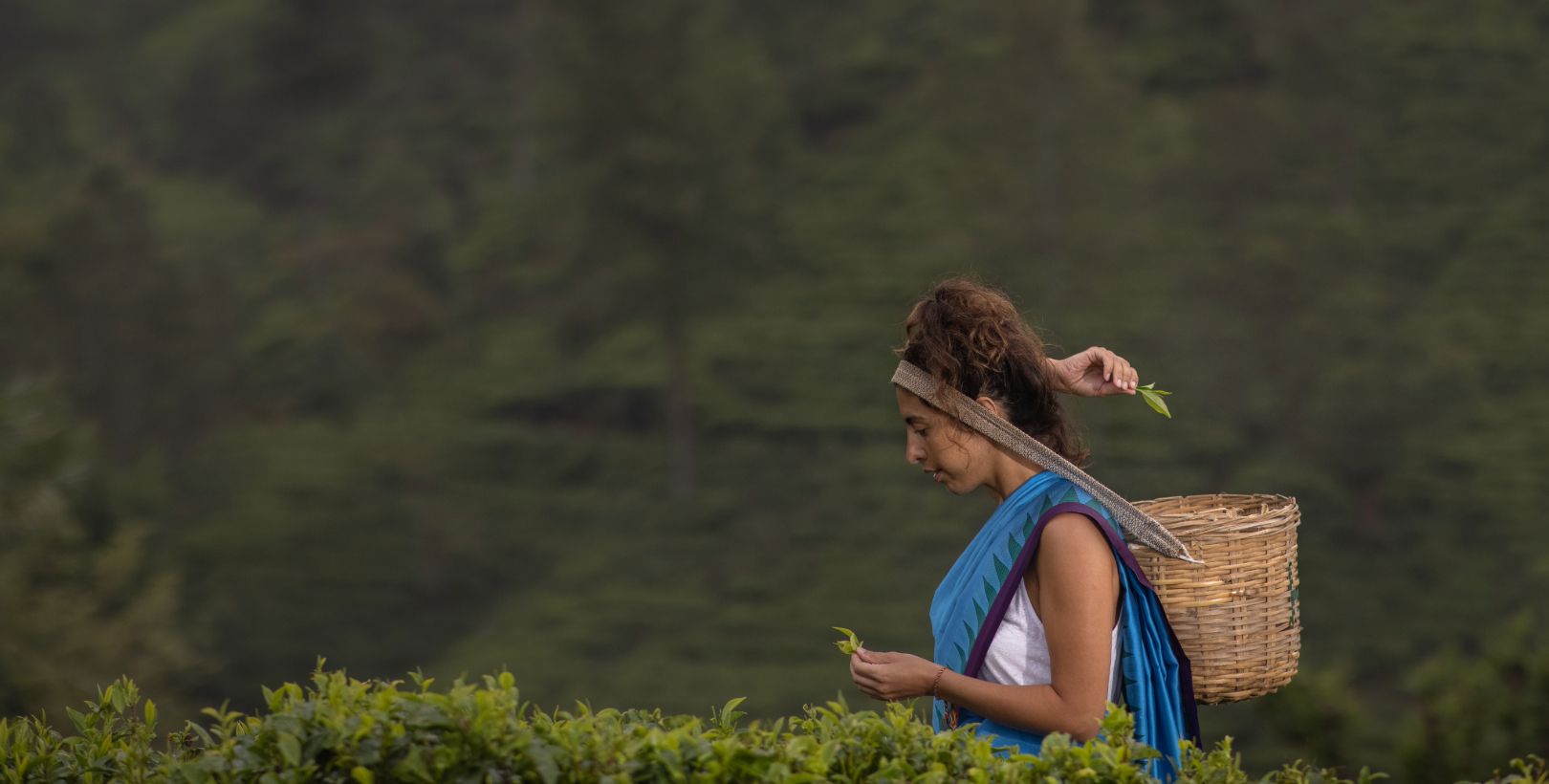 Tea Plucking & Tasting resized