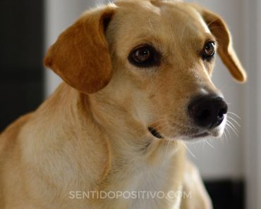 Perros y depresión: las 7 principales razas de perros para personas que luchan contra la depresión