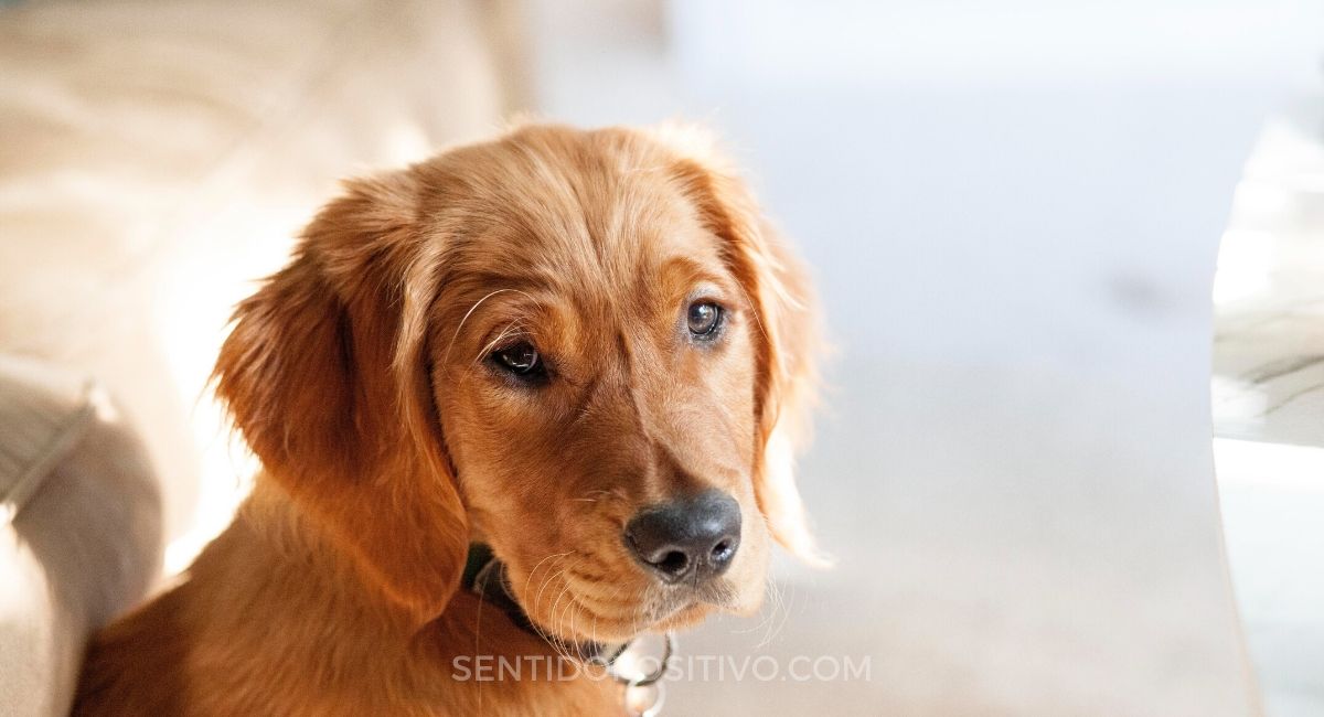 Perros y depresión: las 7 principales razas de perros para personas que luchan contra la depresión